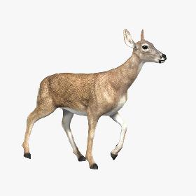 Doe (ANIMATED)